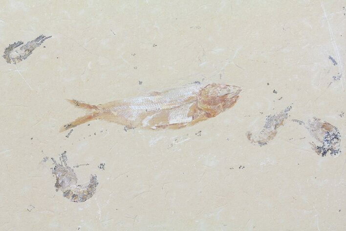 Fossil Fish & Four Shrimp (Pos/Neg) - Lebanon #70451